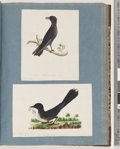Pagina 58. Uccello non identificato. Turdus. 59. Uccello non identificato. Turdus da Unknown artist