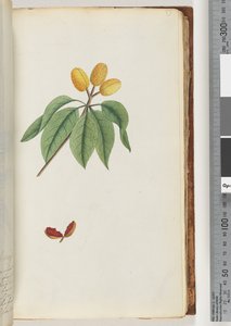 Pagina 59. Pilospermum mapon da Unknown artist