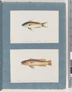 Pesce non identificato da Unknown artist