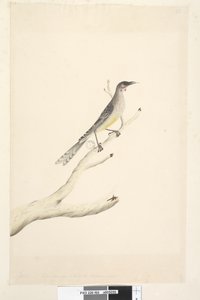 Uccello caruncolato rosso Anthochaera carunculata da Unknown artist