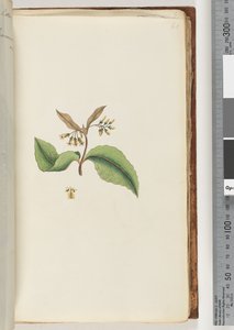 Pagina 60. Pianta non identificata da Unknown artist