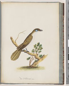 Pagina 61. Mielefaccia blu. Turdus cyanoris. Tordo dalle guance blu da Unknown artist