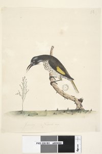 Pagina 61. Gennaio. Dimensione naturale. Meliore giallo alato Meliornis novae hollandiae, 1791-92 da Unknown artist