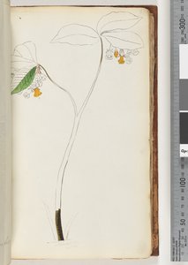 Pagina 61. Nessuna iscrizione, disegno non finito da Unknown artist