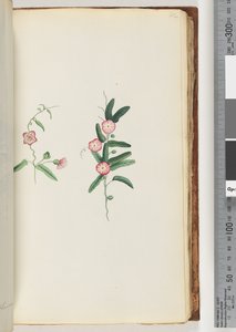 Pagina 62. Pianta non identificata da Unknown artist