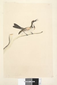 Pagina 63. Maggio. Dimensione naturale. Meliore dalla corona fulva Phylidonyris melanops, 1791-92 da Unknown artist
