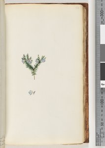 Pagina 64. Pianta non identificata da Unknown artist