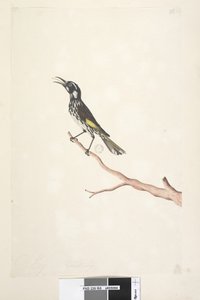 Pagina 65. Maggio, dimensione naturale. Meliore giallo alato Meliornis novae hollandiae, 1791-92 da Unknown artist