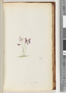 Pagina 66. Viola aphylla / Viola selvatica da Unknown artist