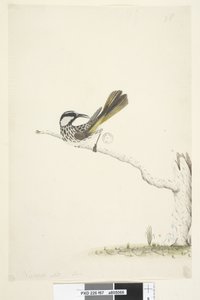Melifago guance bianche Phylidonyris nigra da Unknown artist