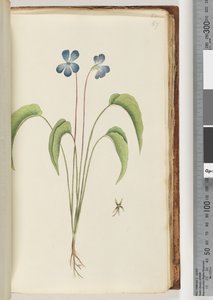 Pagina 67. Pianta non identificata da Unknown artist