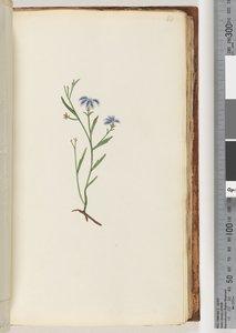 Pagina 68. Pianta non identificata da Unknown artist