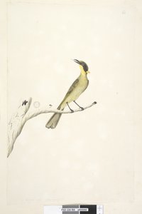 Pagina 69. Grandezza naturale. Iris dubbia Melifago con Ciuffo Giallo Lichenostomus melanops da Unknown artist
