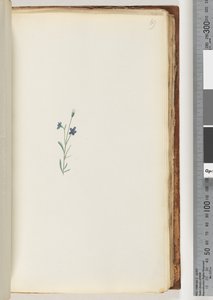 Pagina 69. Pianta non identificata