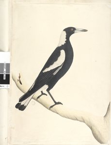 Pagina 6. Magpie dal dorso nero Gymnorhina tibicen, 1791-92
