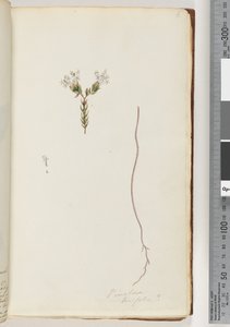 Pagina 6. Pimeloea linfolia da Unknown artist