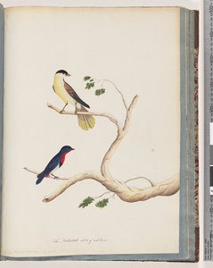 Pagina 70. 1. Uccello non identificato. Bonnet Warbler da Unknown artist