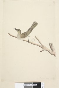 Pagina 70. Honeyeater Fuscous di agosto Lichenostomus fuscus, 1791-92 da Unknown artist