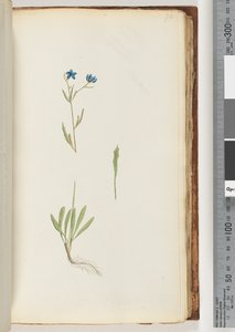 Pagina 70. Pianta non identificata da Unknown artist