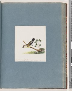 Pagina 71. Uccello non identificato. Pipra nuovo da Unknown artist