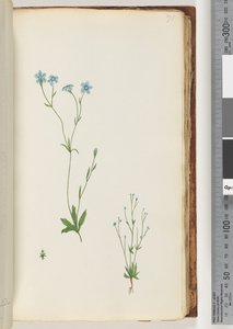 Pagina 71. Pianta non identificata da Unknown artist