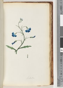 Pagina 72. Lobelia da Unknown artist