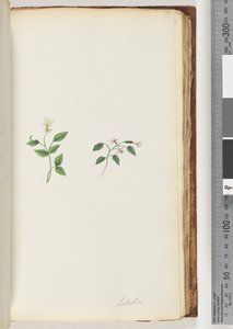 Pagina 73. Lobelia