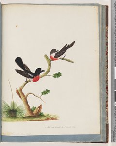 Pagina 73. Pettirossi scarlatti da Unknown artist
