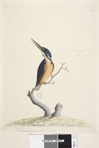 Pagina 74. Alcedo. Dimensione naturale Alcedo azurea, 1791-92 da Unknown artist