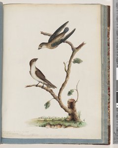 Pagina 74. Uccelli non identificati da Unknown artist
