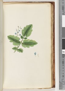 Pagina 74. Pianta non identificata da Unknown artist