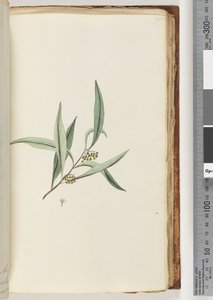 Pagina 75. Pianta non identificata da Unknown artist