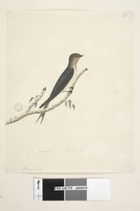 Pagina 76. Hirundo. Swallow di benvenuto Hirundo neoxena, 1791-92 da Unknown artist