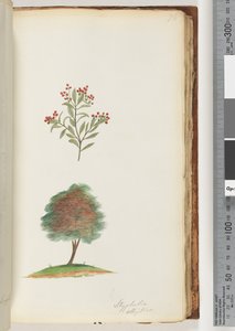 Pagina 76. Styphelia elliptica / Albero di scopa da Unknown artist