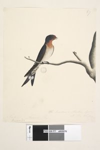Pagina 77. Hirundo. Dimensione naturale Hirundo neoxena, 1791-92 da Unknown artist