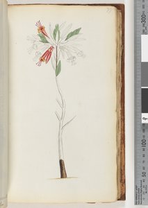 Pagina 77. Nessuna iscrizione, disegno incompiuto da Unknown artist