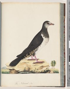 Pagina 77. Uccello non identificato da Unknown artist