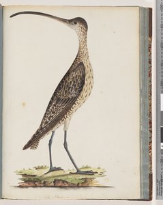 Pagina 78. Chiurlo orientale da Unknown artist