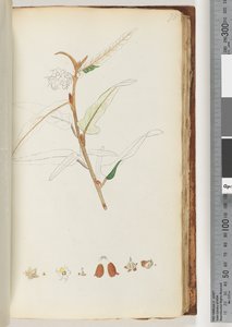 Pagina 78. Nessuna iscrizione, disegno non finito da Unknown artist