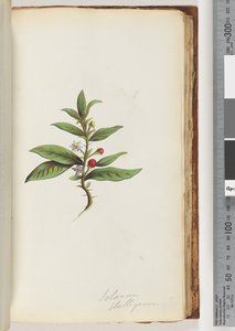 Pagina 78a. Solanum stelligerum / Belladonna stellata da Unknown artist