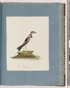 Piviere fronte nera. Charadrius Hiaticula