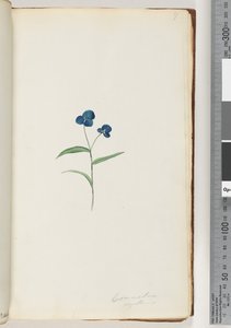 Pagina 7. Commelina capillaris da Unknown artist