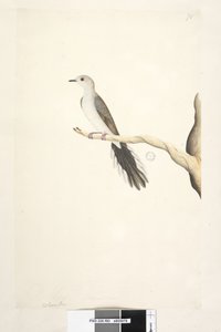 Pagina 80. Columba da Unknown artist