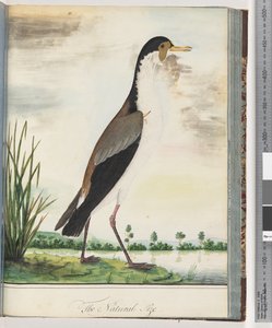 Pagina 80. Pavoncella mascherata o piviere speronato da Unknown artist