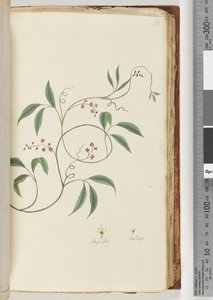Pagina 81. Pianta non identificata da Unknown artist