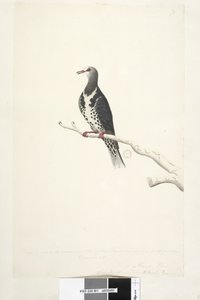 Pagina 81. Wunga, Wungee piccione. Disegnato in scala 1/2 della dimensione naturale. Due di questi piccioni sono stati visti per la prima volta dicembre 1791.... simile a... Piccione Wonga Leucosarcia melanoleuca, 1791-92 da Unknown artist
