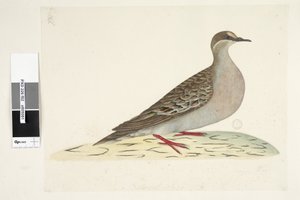 Pagina 82. Phaps chalcoptera, 1791-92 da Unknown artist