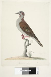 Pagina 83. Piccione dalle ali di bronzo Phaps elegans da Unknown artist