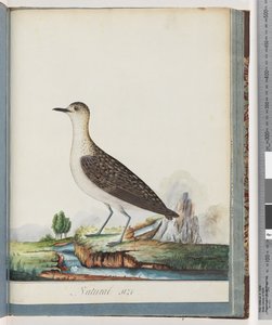 Pagina 83. Piviere dorato femmina da Unknown artist