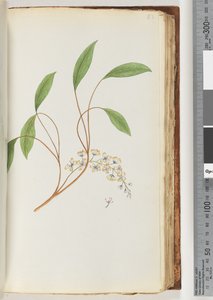 Pagina 83. Pianta non identificata da Unknown artist